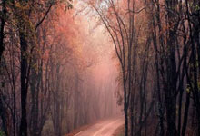 华体会官方-格列兹曼的魔法之夜，个人能力完全展现，助阿尔及利亚淘汰洪都拉斯