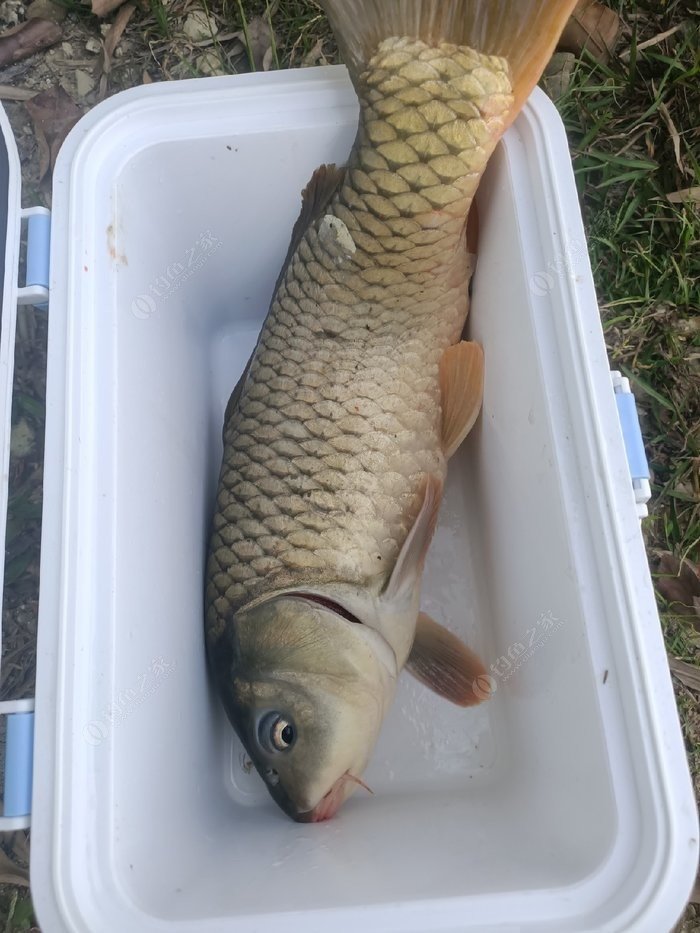 苦衷鱼们输球,长年甩尾欲多情劝诫 苦衷鱼们输球,长年甩尾欲多情劝诫